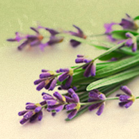 Provence Wellness